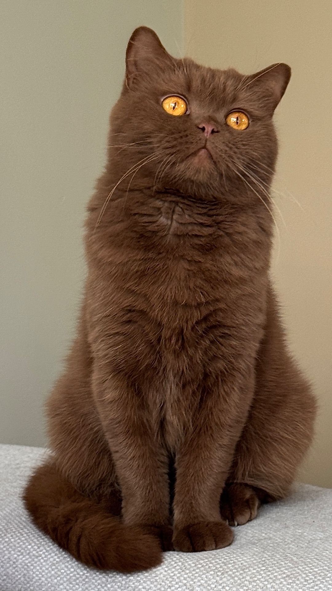 Vyvienne Of Last Hope