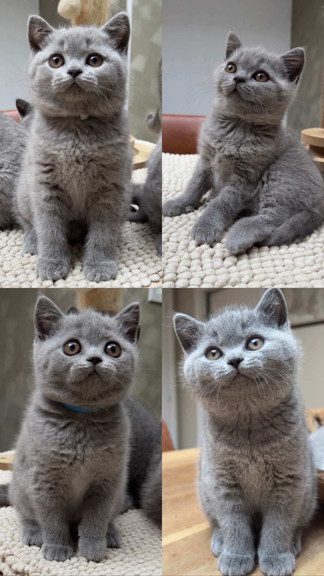 Altijd al gedroomd van een prachtig blauw katertje? Mail ons 🩶